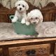 Bichon Frise puppies