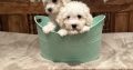 Bichon Frise puppies