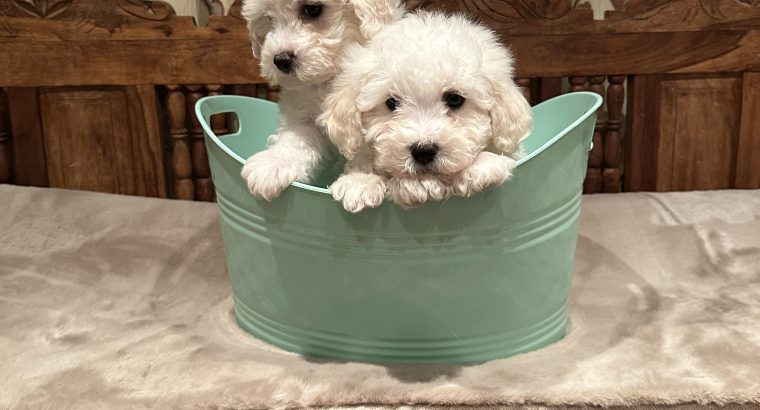 Bichon Frise puppies