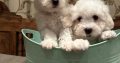 Bichon Frise puppies