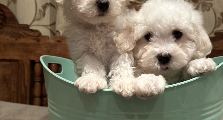 Bichon Frise puppies