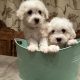 Bichon Frise puppies