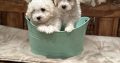 Bichon Frise puppies