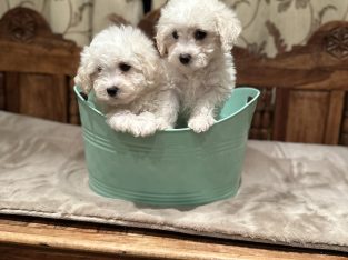 Bichon Frise puppies