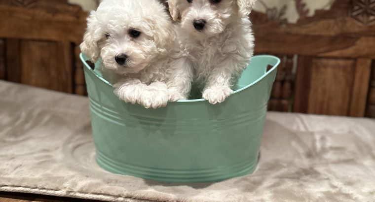 Bichon Frise puppies