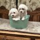 Bichon Frise puppies