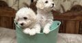 Bichon Frise puppies