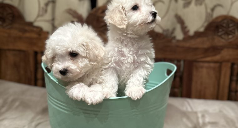 Bichon Frise puppies