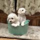 Bichon Frise puppies