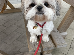 Male Shih Tzu