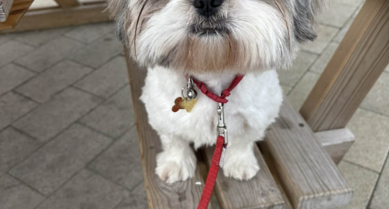 Male Shih Tzu