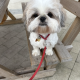 Male Shih Tzu