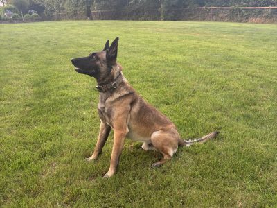 Belgian Shepherd Stud in Glanmire – IKC Registered