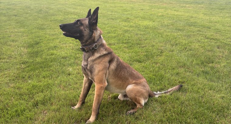 Belgian X Dutch Shepherd stud