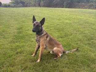 Belgian X Dutch Shepherd stud