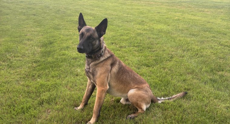 Belgian X Dutch Shepherd stud