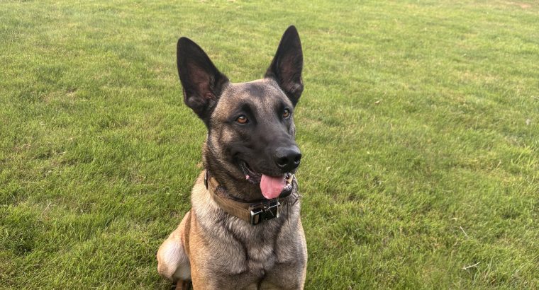 Belgian X Dutch Shepherd stud
