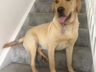 Labrador retriever puppy for sale