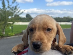 Labrador puppies