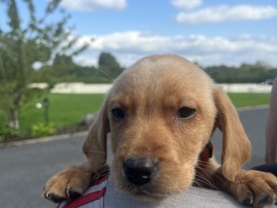 Labrador puppies
