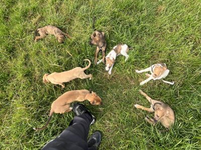Lercher puppies