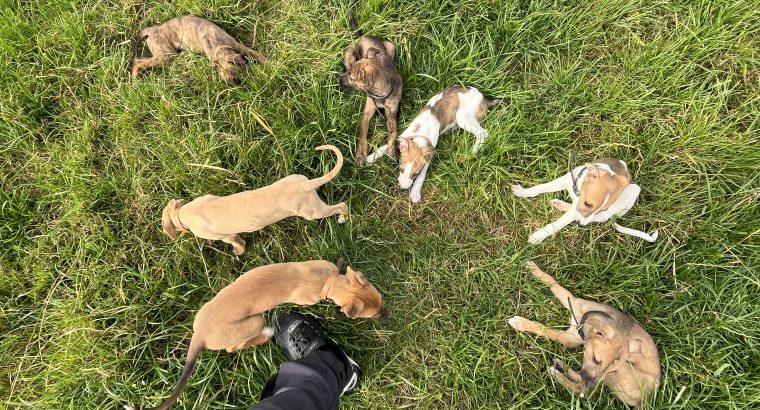 Lercher puppies