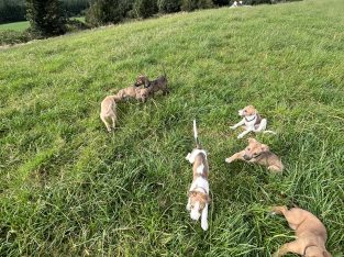 Lercher puppies