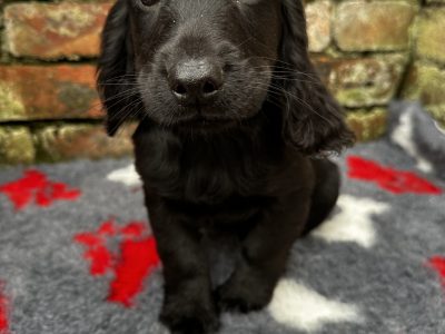 Cocker Spaniel Puppies in Letterkenny