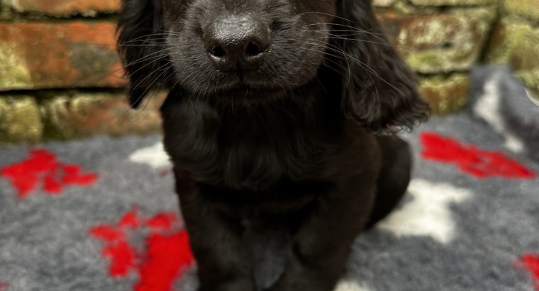 Cocker Spaniel Pups