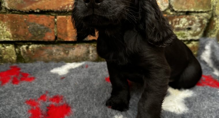 Cocker Spaniel Pups