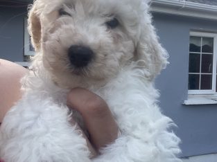Beautiful Male Poochons