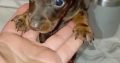 Miniature dachshund