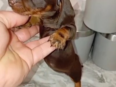 Playful Miniature Dachshund in Dublin 24