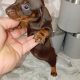 Miniature dachshunds