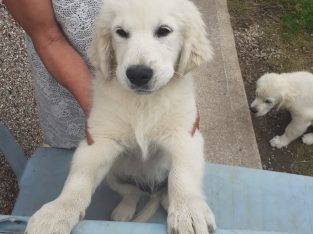 Beautiful Golden Retriever Puppies for sale