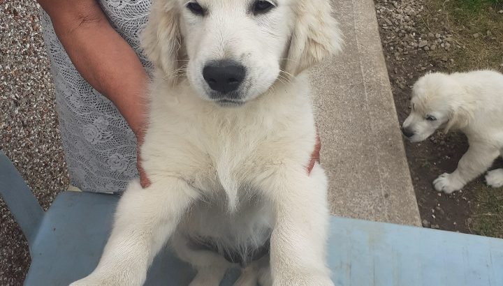Beautiful Golden Retriever Puppies for sale