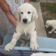 Beautiful Golden Retriever Puppies for sale