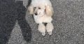 3 Miniature Poodle
