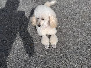 3 Miniature Poodle