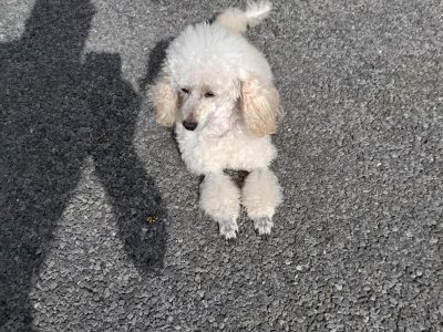 3 Miniature Poodle