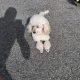 3 Miniature Poodle