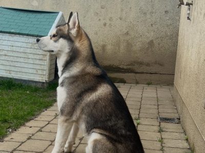 Friendly Husky for Urgent Rehoming – Microchipped