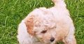 3 Miniature Poodle