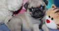 Beautiful Pug puppies