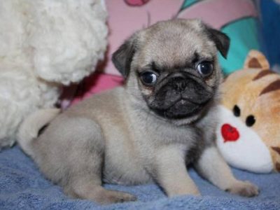 Beautiful Pug puppies