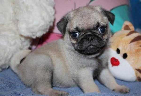 Beautiful Pug puppies