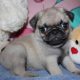 Beautiful Pug puppies