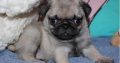 Beautiful Pug puppies