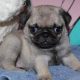 Beautiful Pug puppies