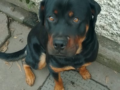 Playful Rottweiler in D12XA52